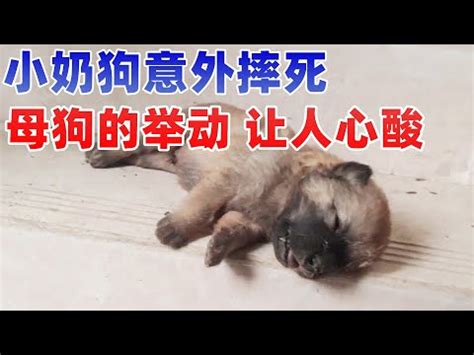 狗死掉怎麼處理